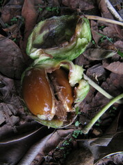 Madhuca longifolia latifolia