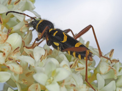 Clytus arietis