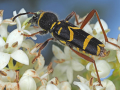 Clytus arietis