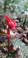 Monotropa coccinea