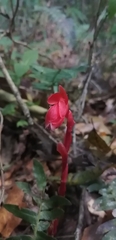 Monotropa coccinea