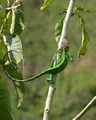 Polychrus peruvianus