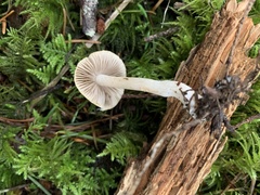 Inocybe pudica