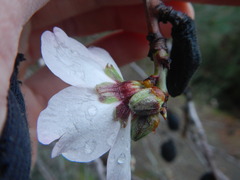 Prunus amygdalus