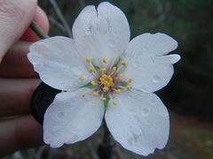 Prunus amygdalus