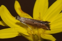 Isophrictis
