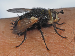 Nowickia ferox