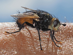 Nowickia ferox