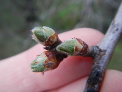 Prunus amygdalus