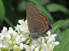 Satyrium pruni