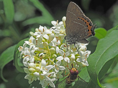 Satyrium pruni