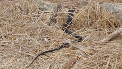 Dolichophis jugularis