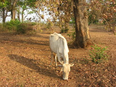 Madhuca longifolia latifolia