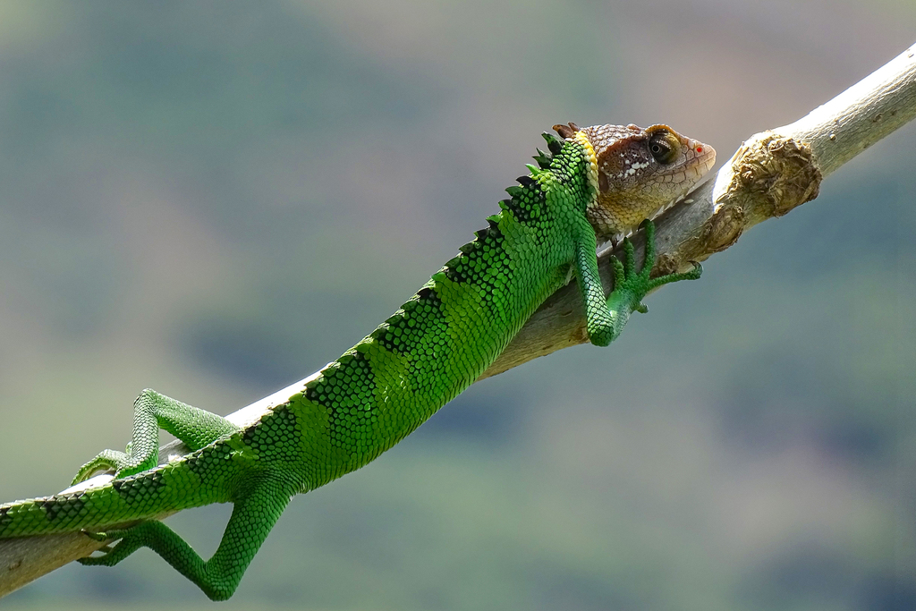 Peruvian Bush Anole