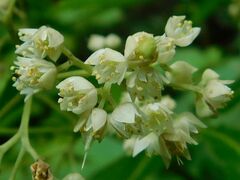 Searsia angustifolia