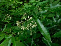 Searsia angustifolia