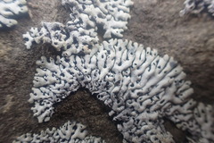 Menegazzia