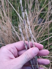 Thinopyrum elongatum