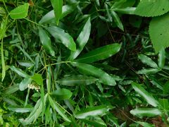 Searsia angustifolia