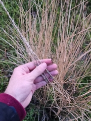 Thinopyrum elongatum