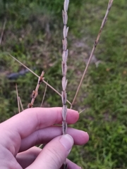 Thinopyrum elongatum