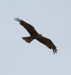 Milvus migrans migrans