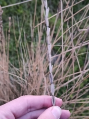 Thinopyrum elongatum