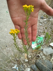 Asteraceae