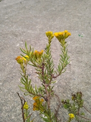 Asteraceae