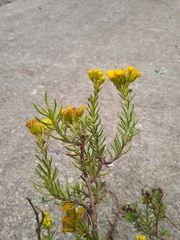 Asteraceae