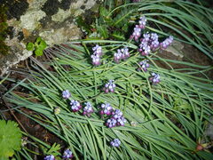 Muscari inconstrictum