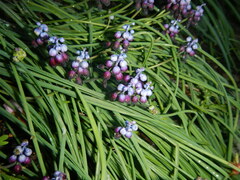 Muscari inconstrictum