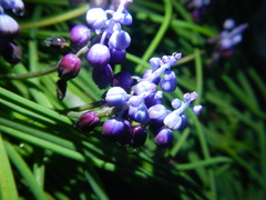 Muscari inconstrictum