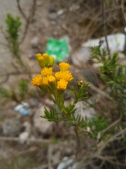 Asteraceae