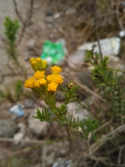 Asteraceae