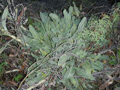 Anchusa strigosa