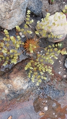 Psammotropha myriantha