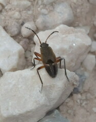 Rhyparochromus