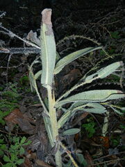 Anchusa strigosa