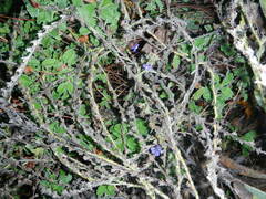 Anchusa strigosa