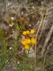 Asteraceae