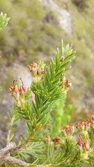Erica caffrorum