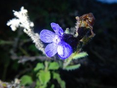 Anchusa strigosa