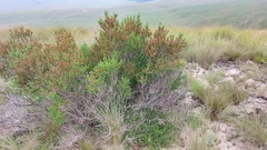 Erica caffrorum