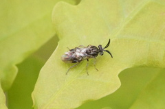 Sterictiphora geminata