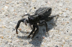 Ocrisiona leucocomis