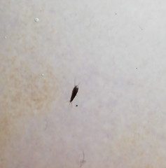 Lepisma