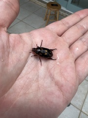 Coleoptera