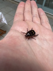 Coleoptera