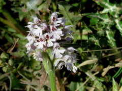 Neotinea conica